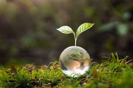 164862542-bola-de-globo-de-cristal-con-árboles-que-crecen-y-naturaleza-verde-fondo-borroso-concepto-del-día